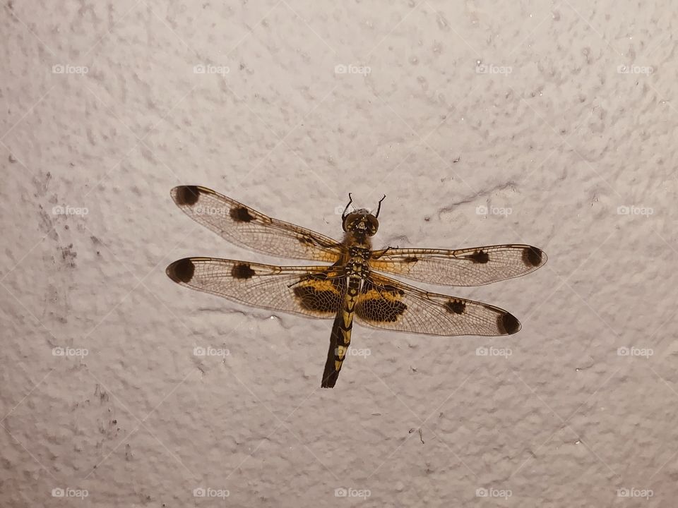 Dragonfly hiding from the rainstorm 