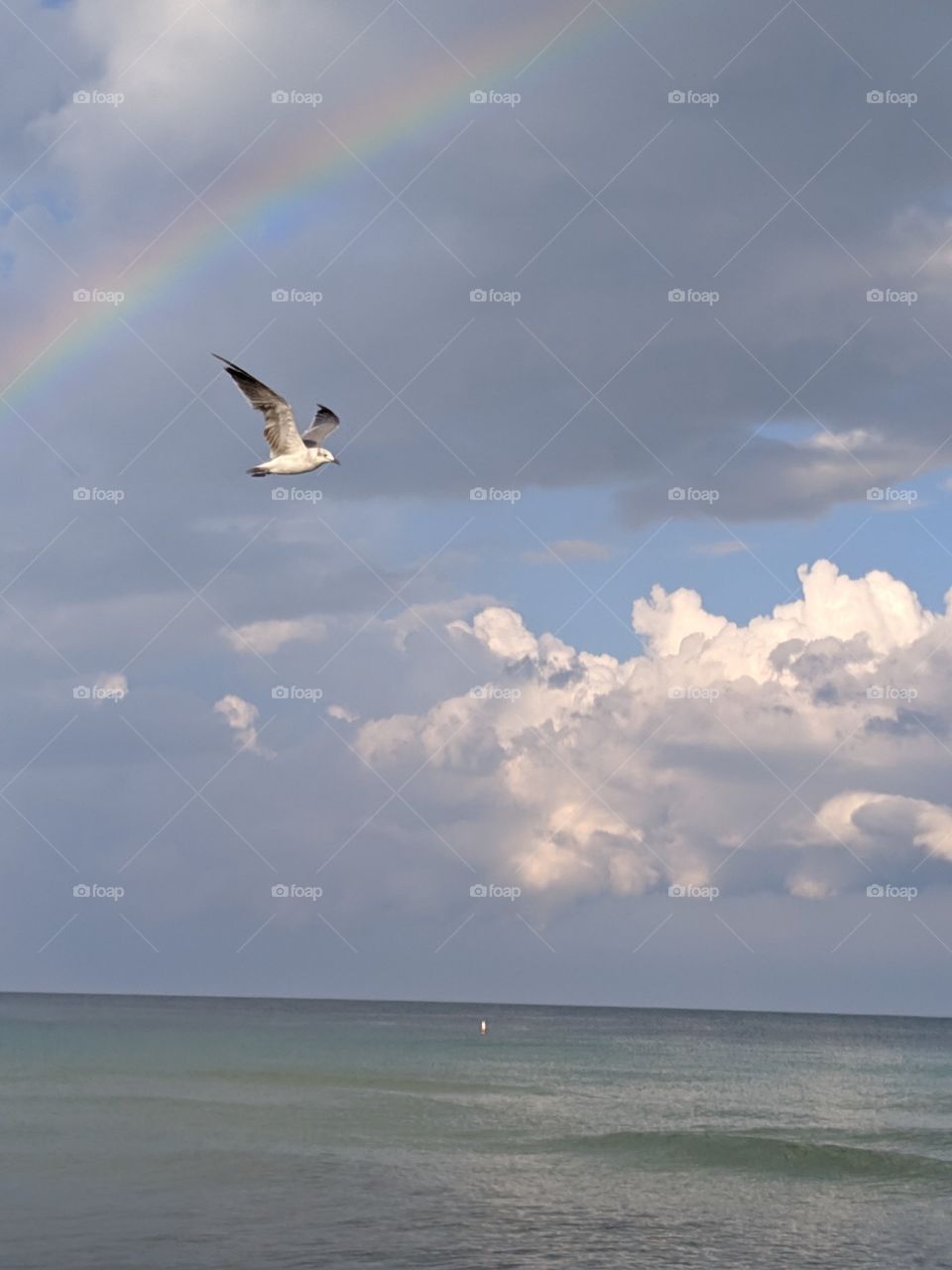 sea eagle, flying by the rainbow