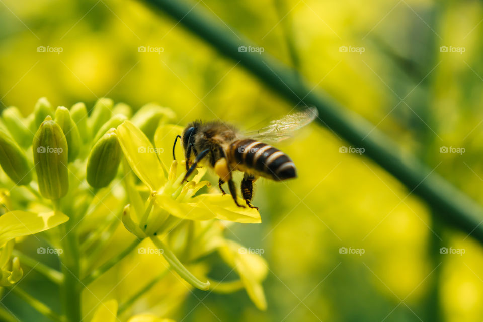 A bee flying toward flowers