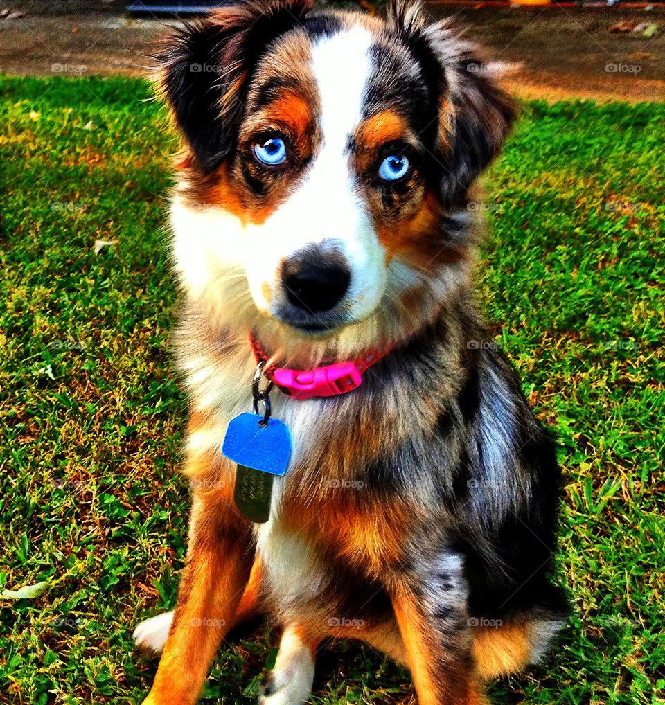 Blue eyed dog   