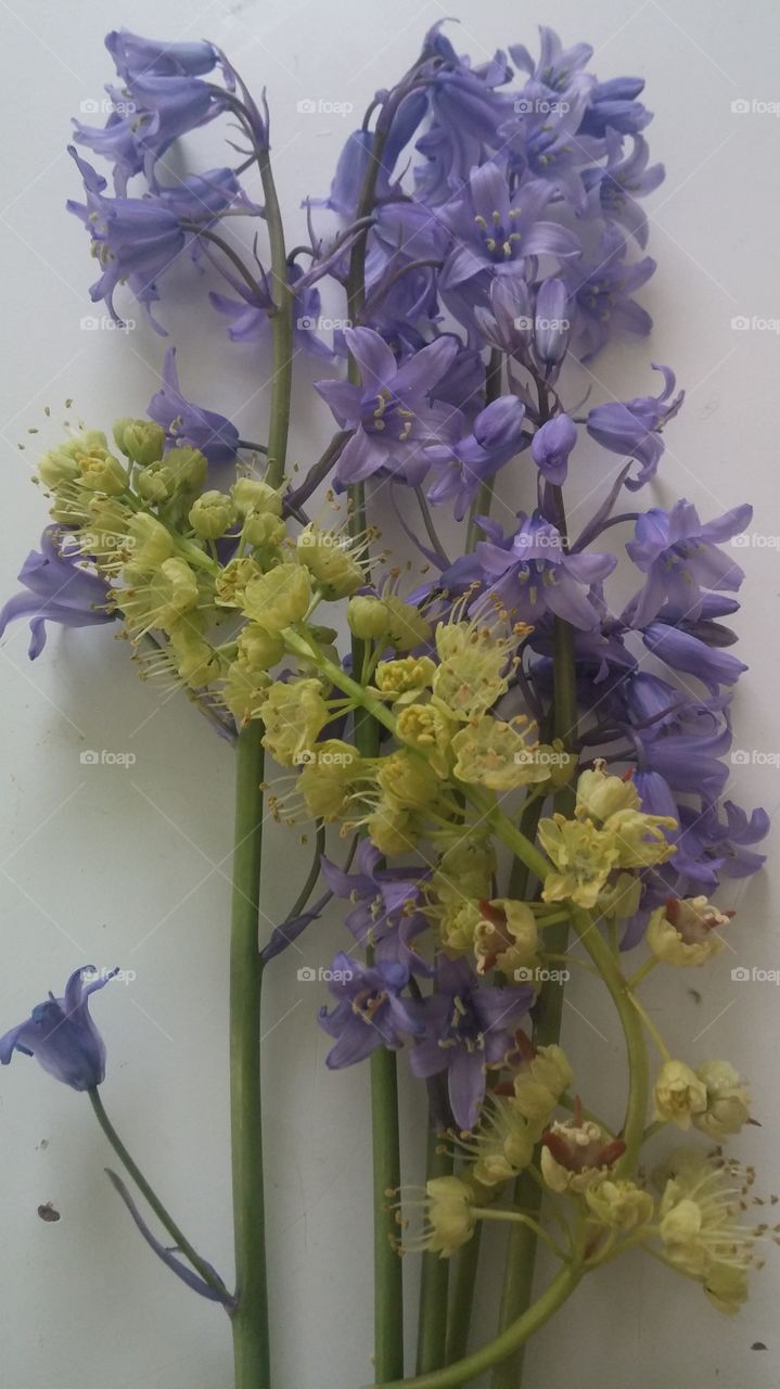 spanish blue bells with maple seeds. flowers 