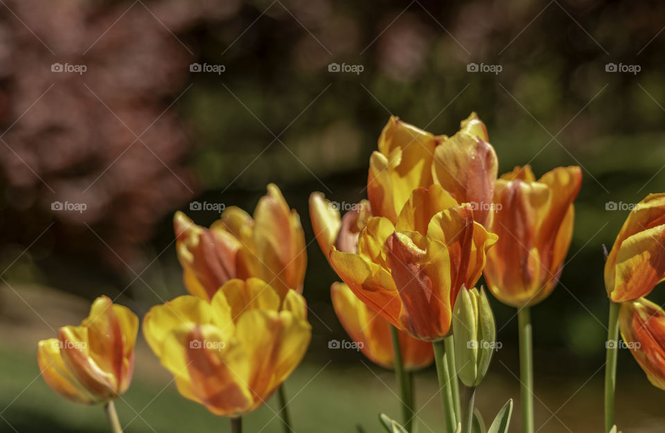 Yellow and red tulips