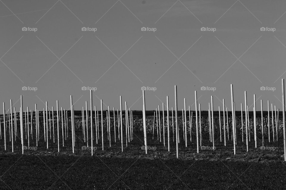 Schwarzweiß Foto Agrarwirtschaft