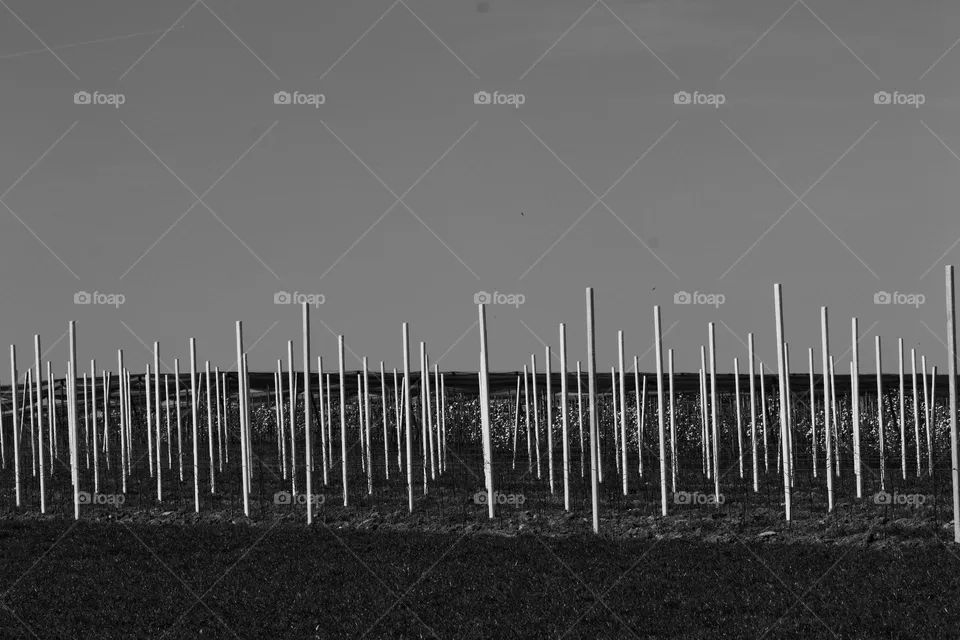 Schwarzweiß Foto Agrarwirtschaft