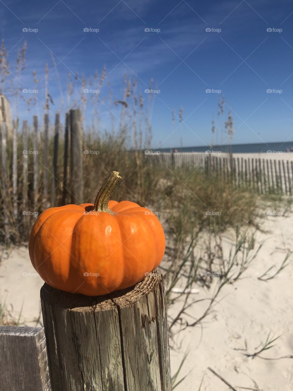 A pumpkin sitting on a post at the beach.