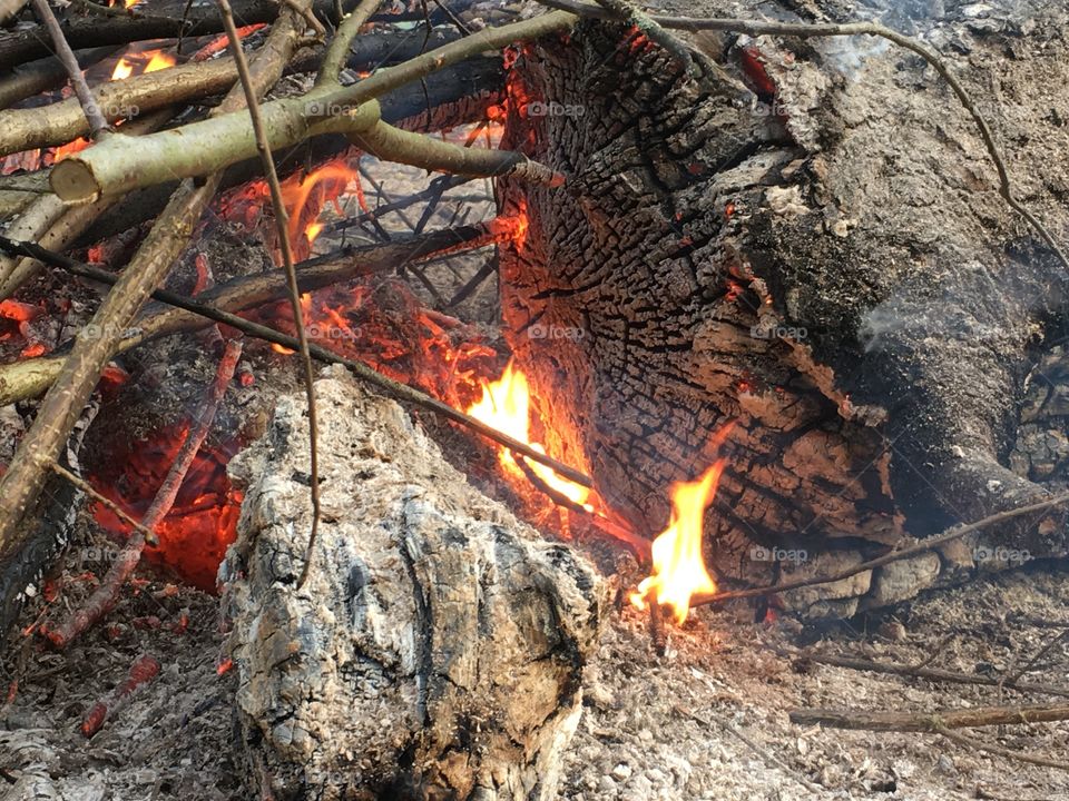 Flame, Firewood, Tree Log, Coal, Wood