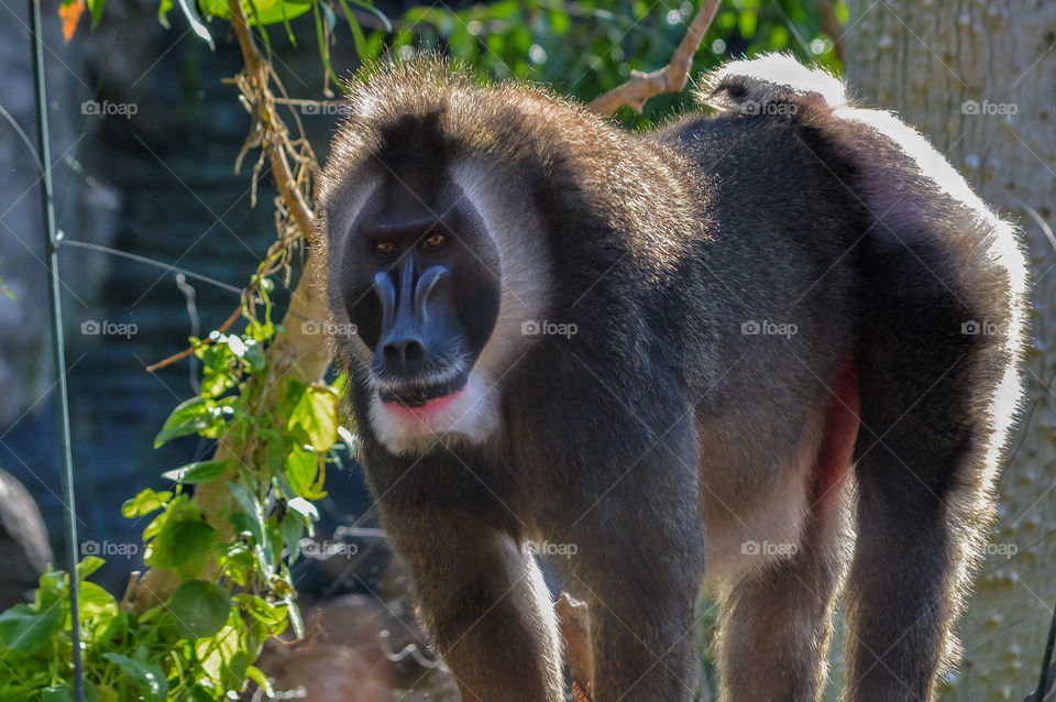 Dril, Bioparc (Valencia - Spain)