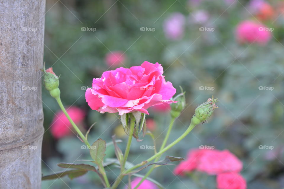 pink color rose