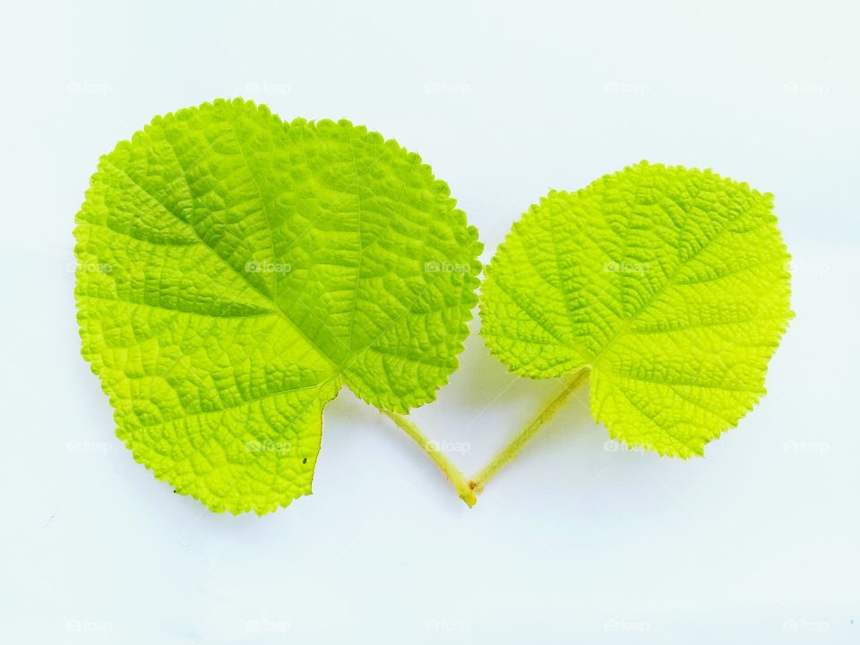 Leaf fresh with green color and white background