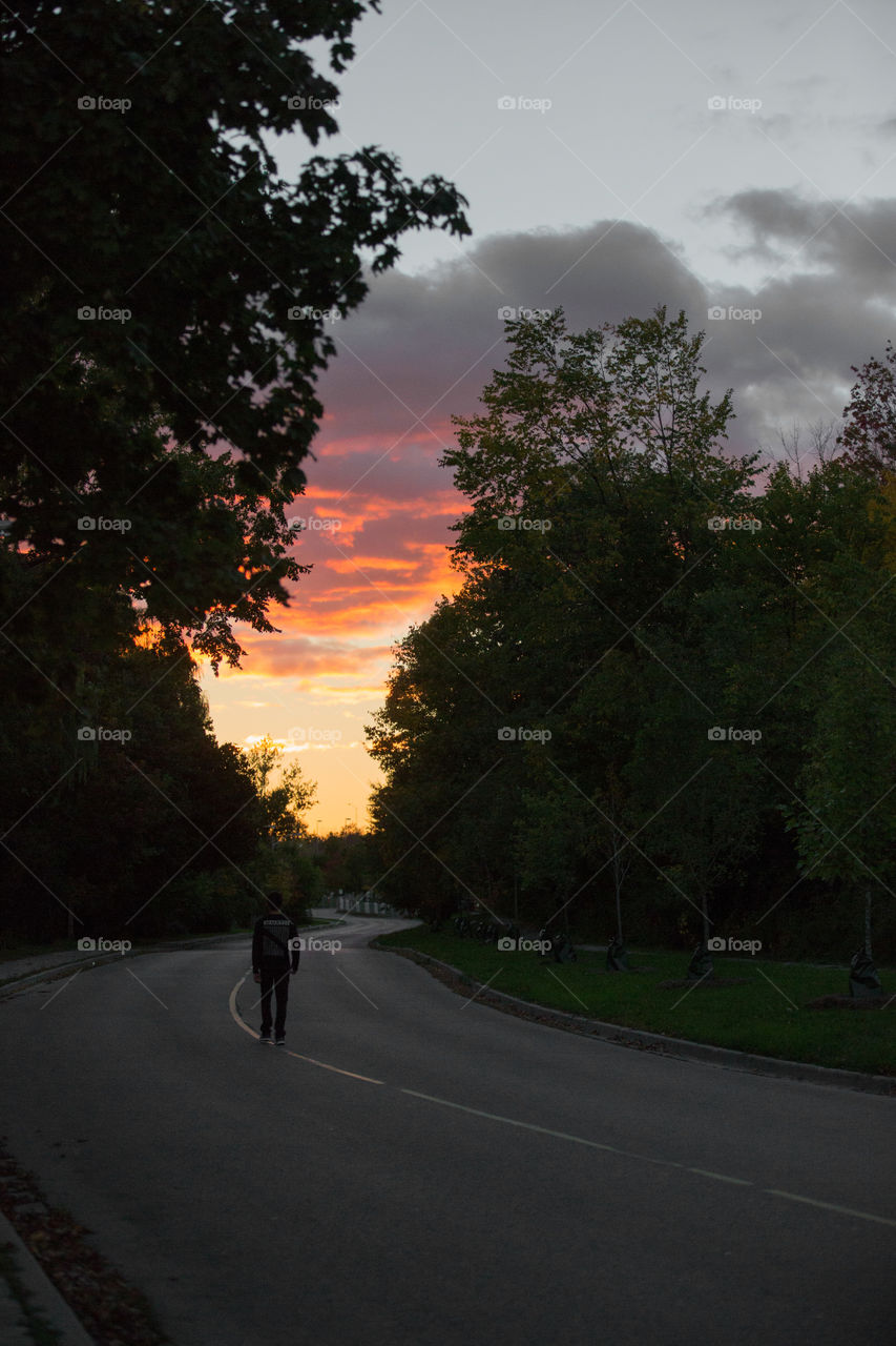 Road, Landscape, Tree, No Person, Outdoors