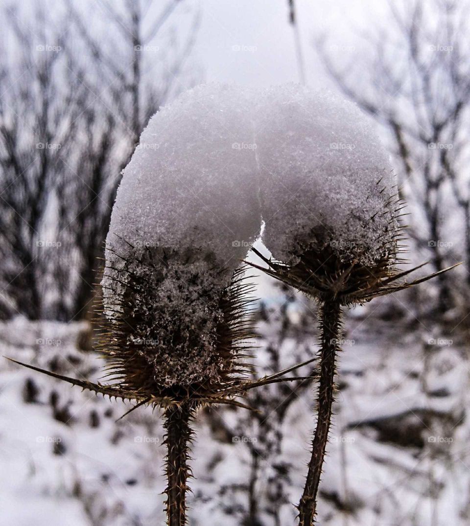 Snow caps