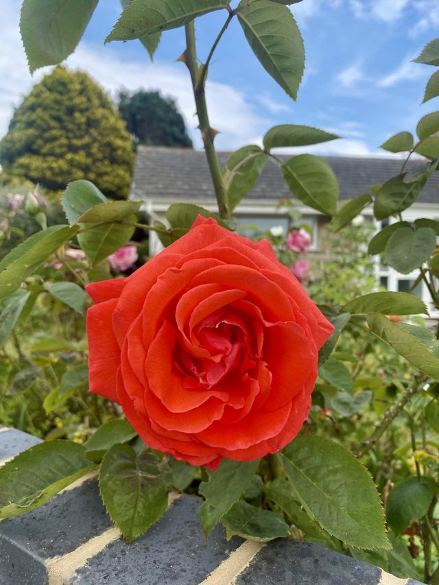 Flower 