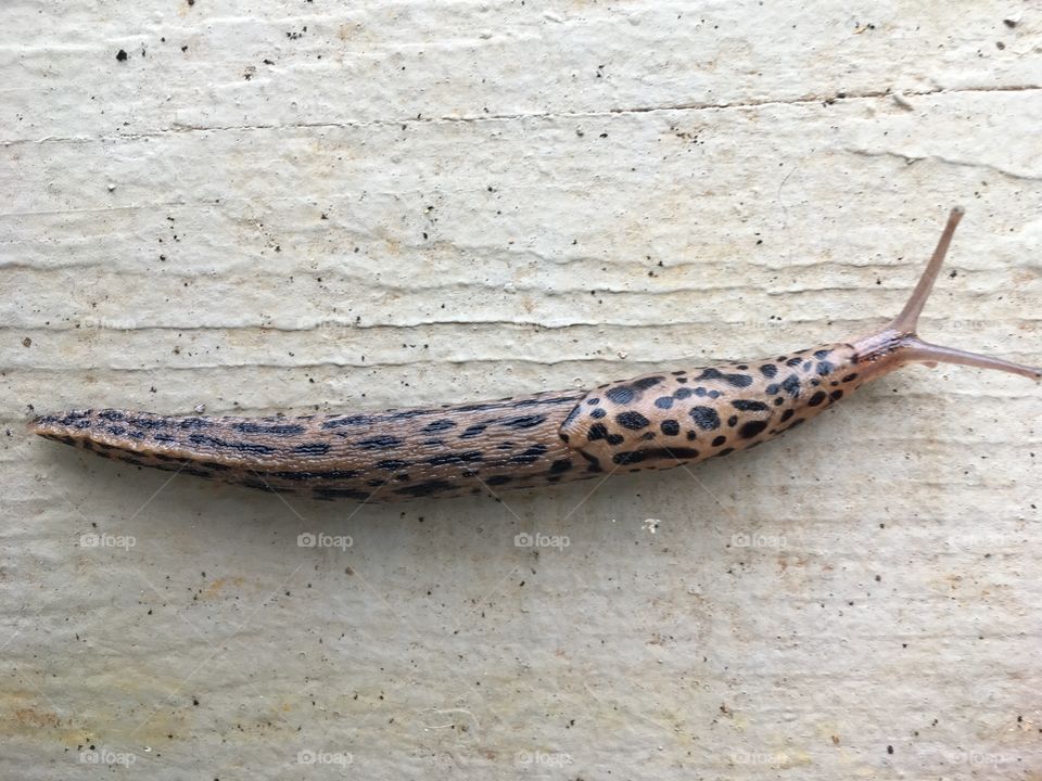 Odd slug snail