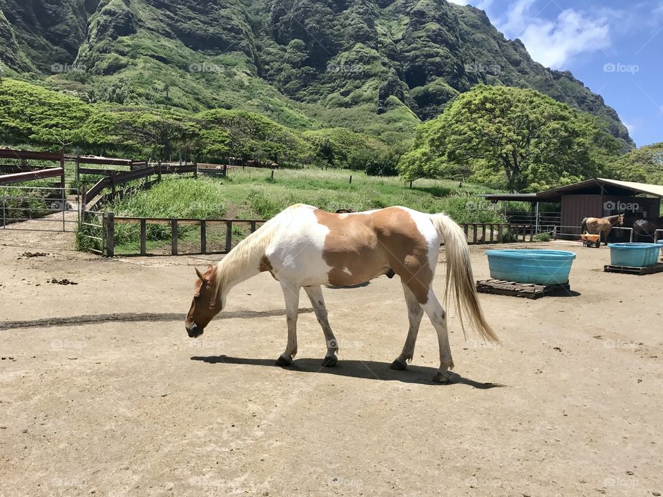 majestic horses 