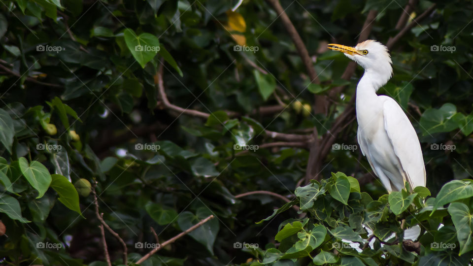 cattle egret