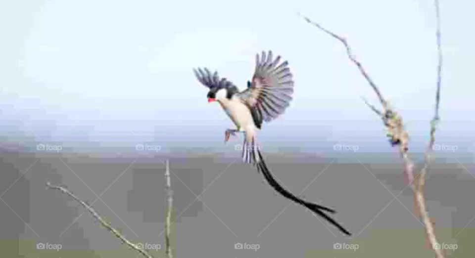 bird