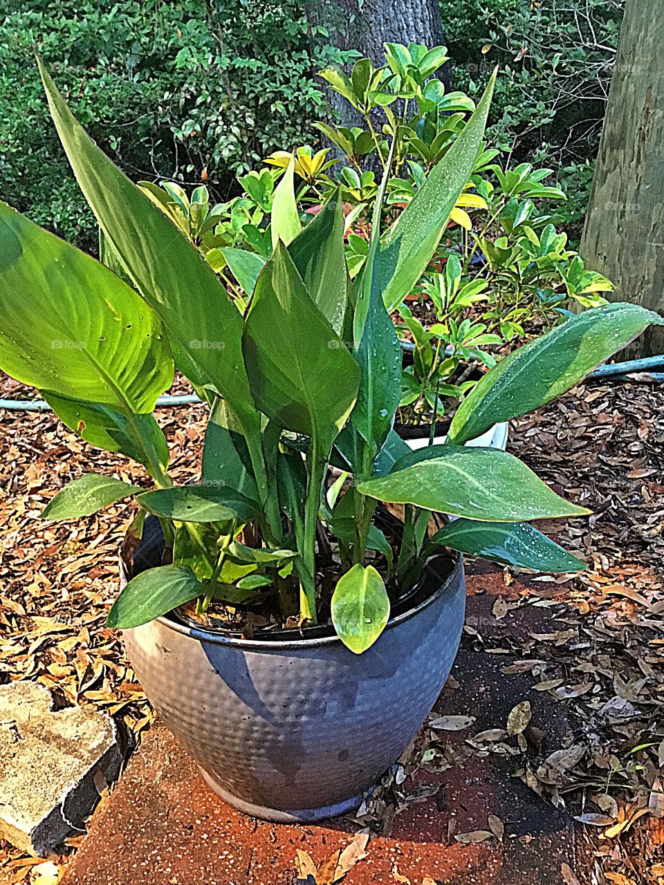 Ginger plant that grows about in any condition and thrives in rich soil and moist ground