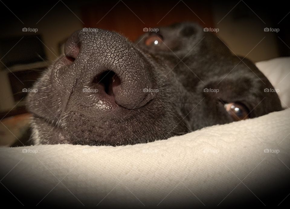 Close up of a dog nose
