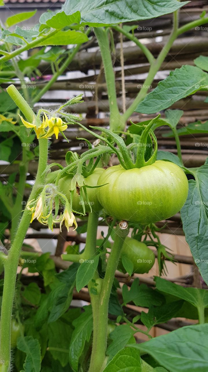 green tomatoes