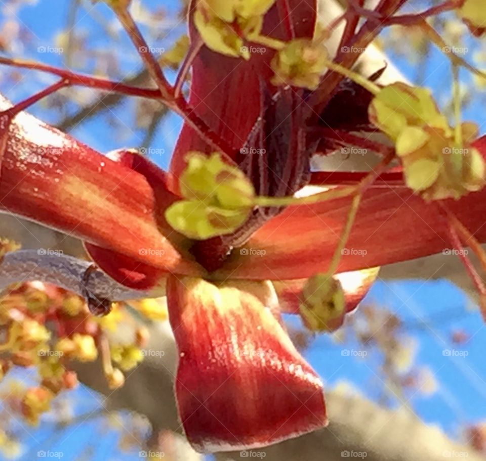 Red Maple seeds