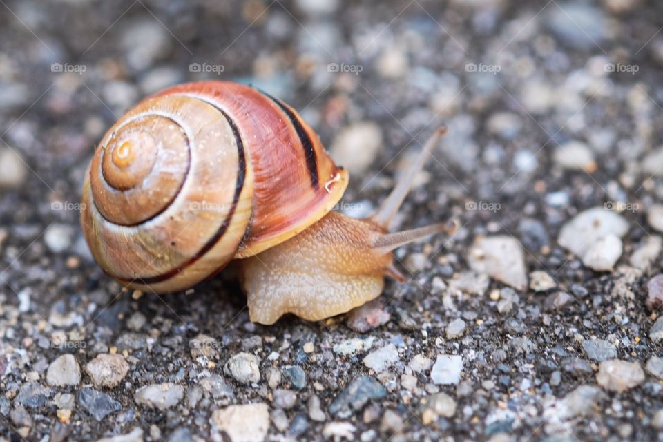 Snail, Snail On The Sidewalk, Slowly Moving, Snail Moving Slowly, Snail Out And About, Snail After The Rain, Colorful Snails