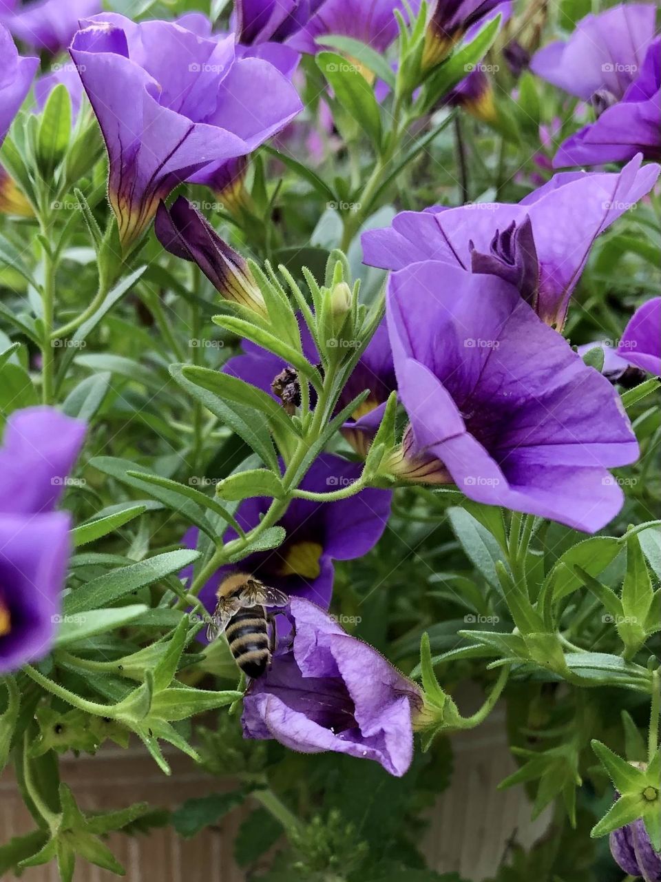 Glimmers of happiness pretty purple petunias bumble honey bee pollination backyard gardening container patio plants flowers flower leaves foliage nature summer wings