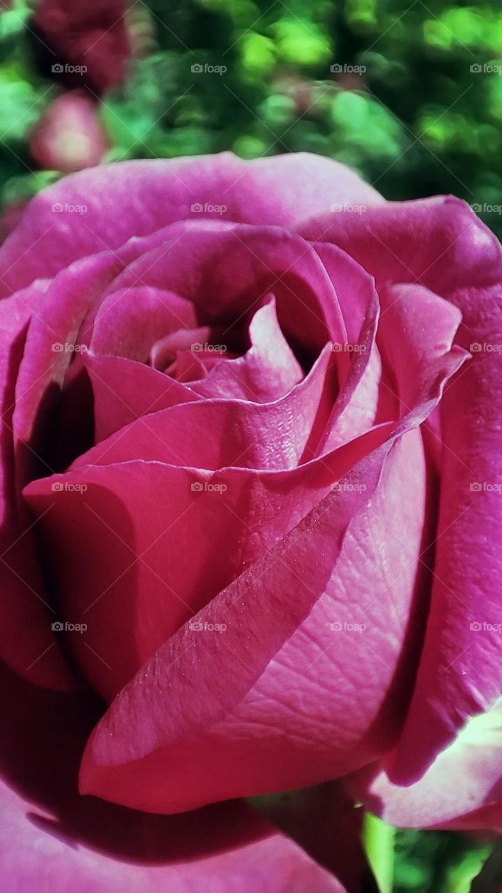 Macro photo of flower growing in the garden
