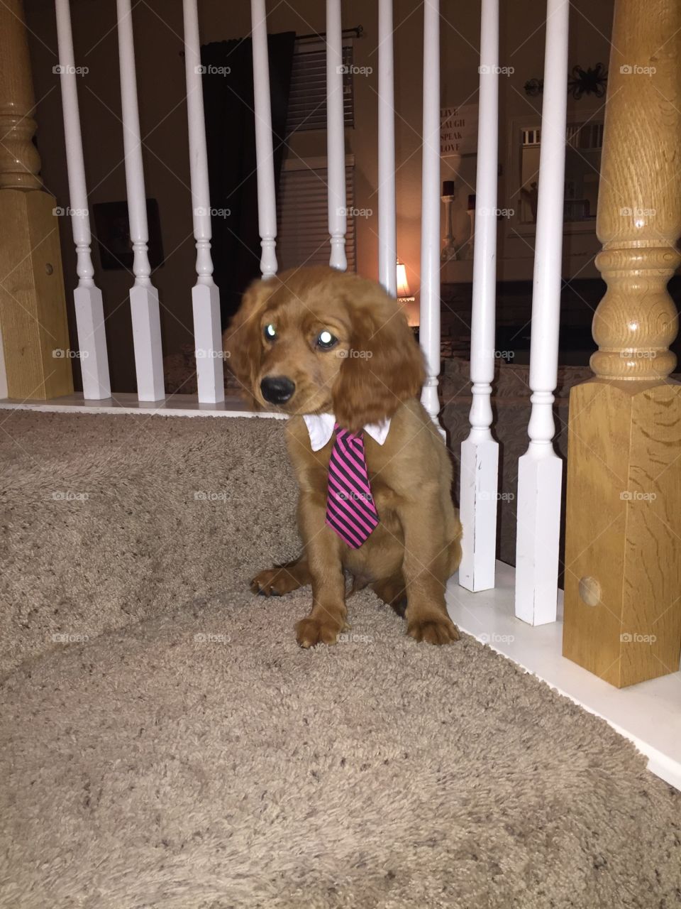 Fancy Buster in his tie.