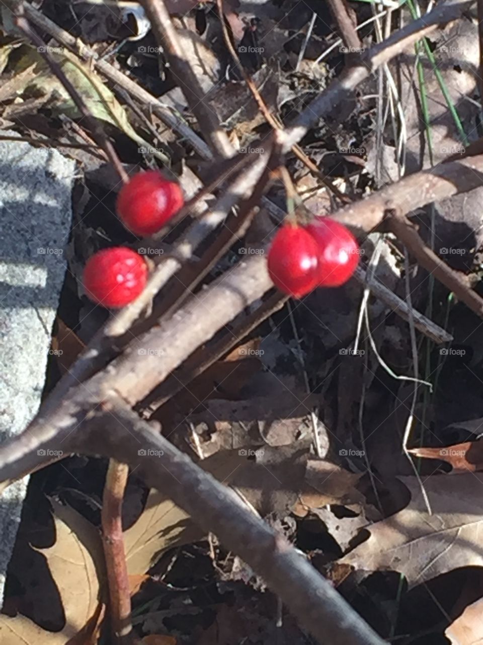 Red berries