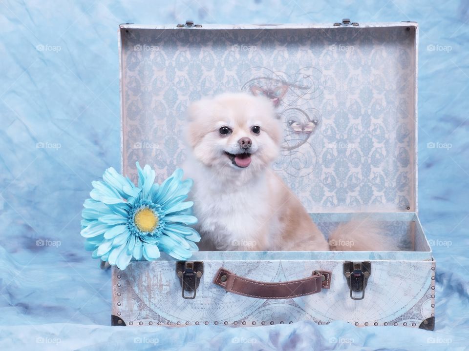 Pet Dog Puppy Pomeranian Portrait