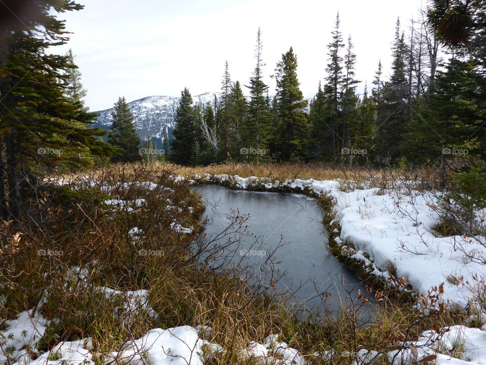 Scenic view of pond