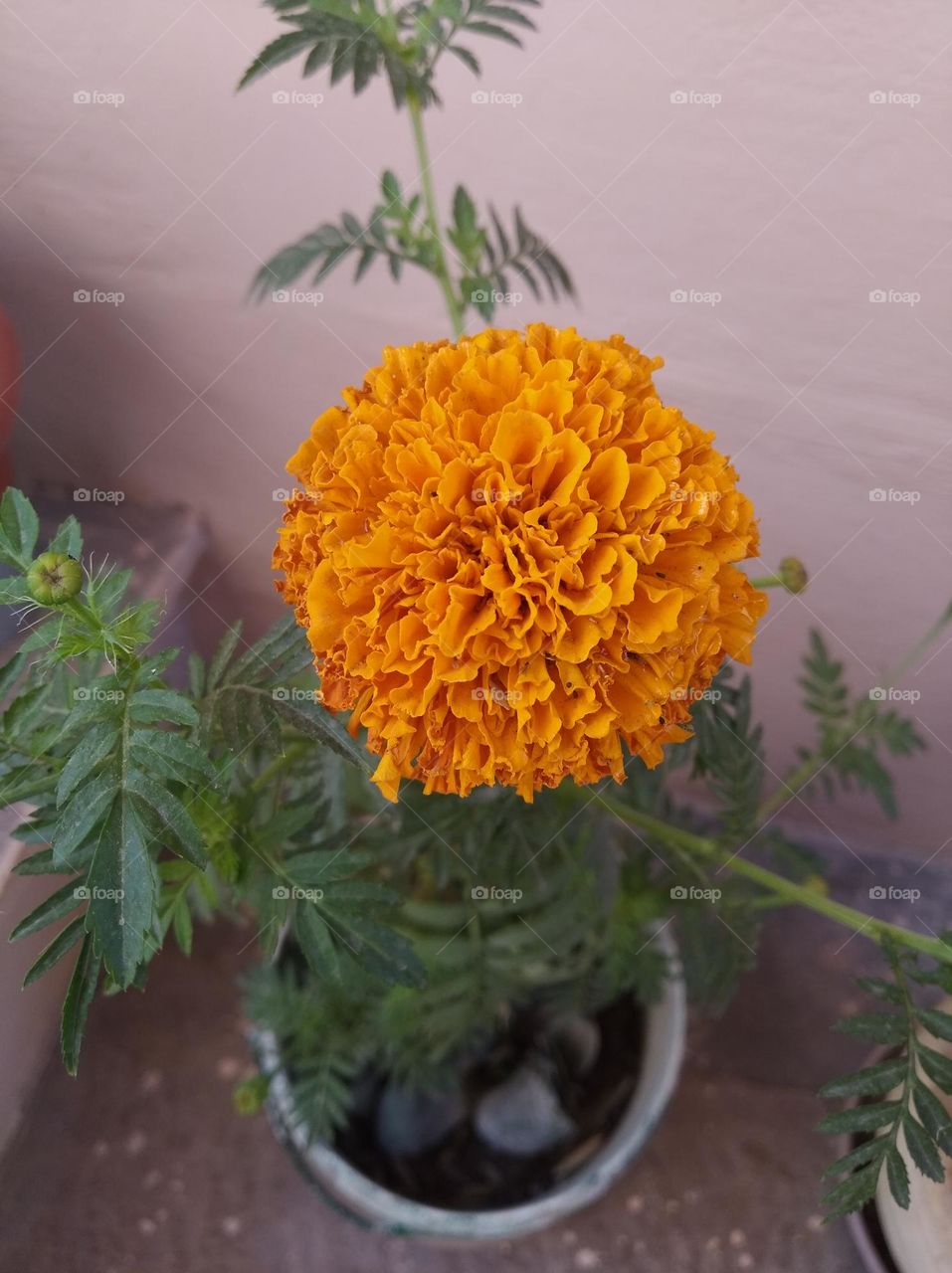 marigold flower yellow fresh seasonal looking very beautiful generally found everywhere fresh seasonal