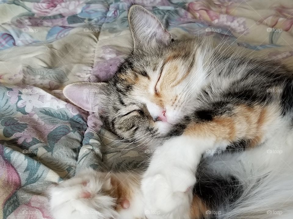 Fluffy Calico cat sleeping