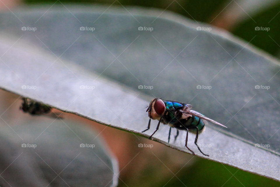 Colored fly close-up