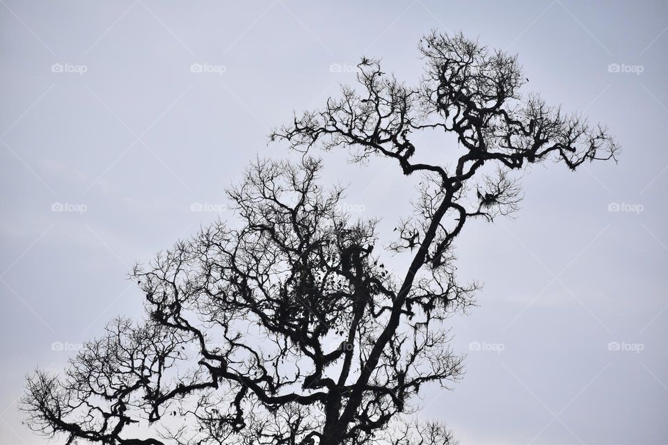 dried tree under sky