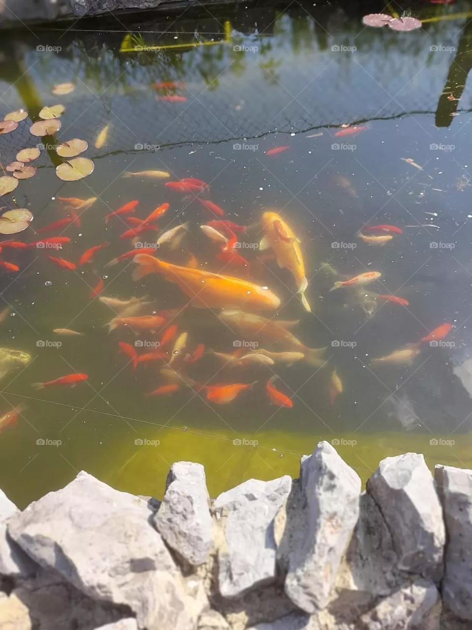 My little pond