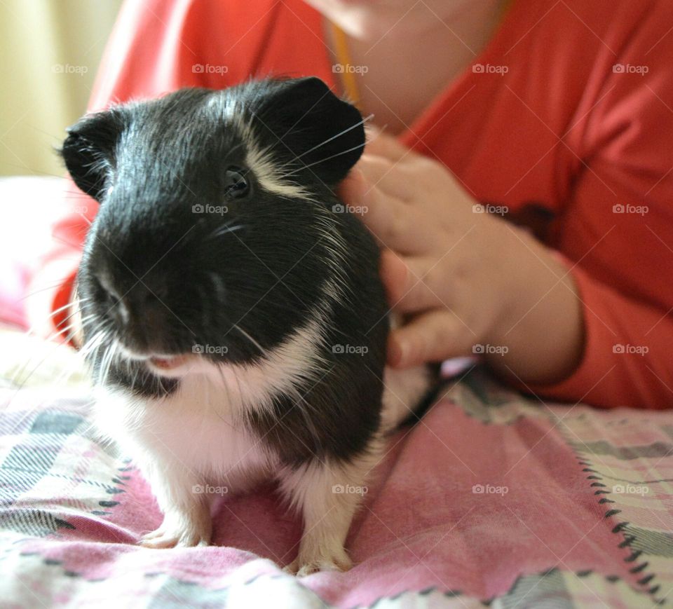 Guinea pig beautiful portrait in the hands child