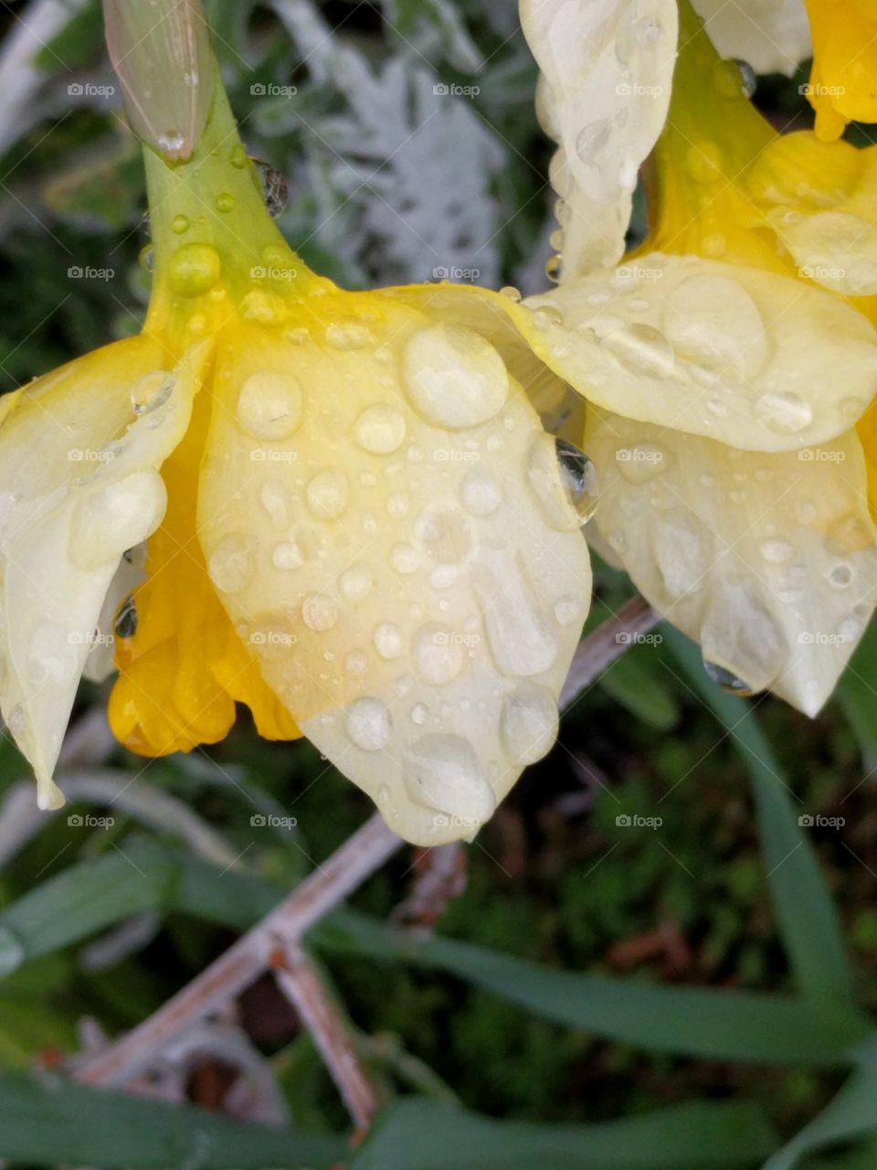 Rain Droplets on a Yellow Daffodil