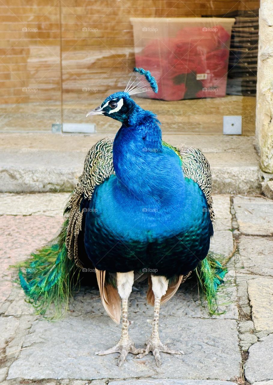 An Indian Peafowl or more commonly known as a peacock, showing me his good side.