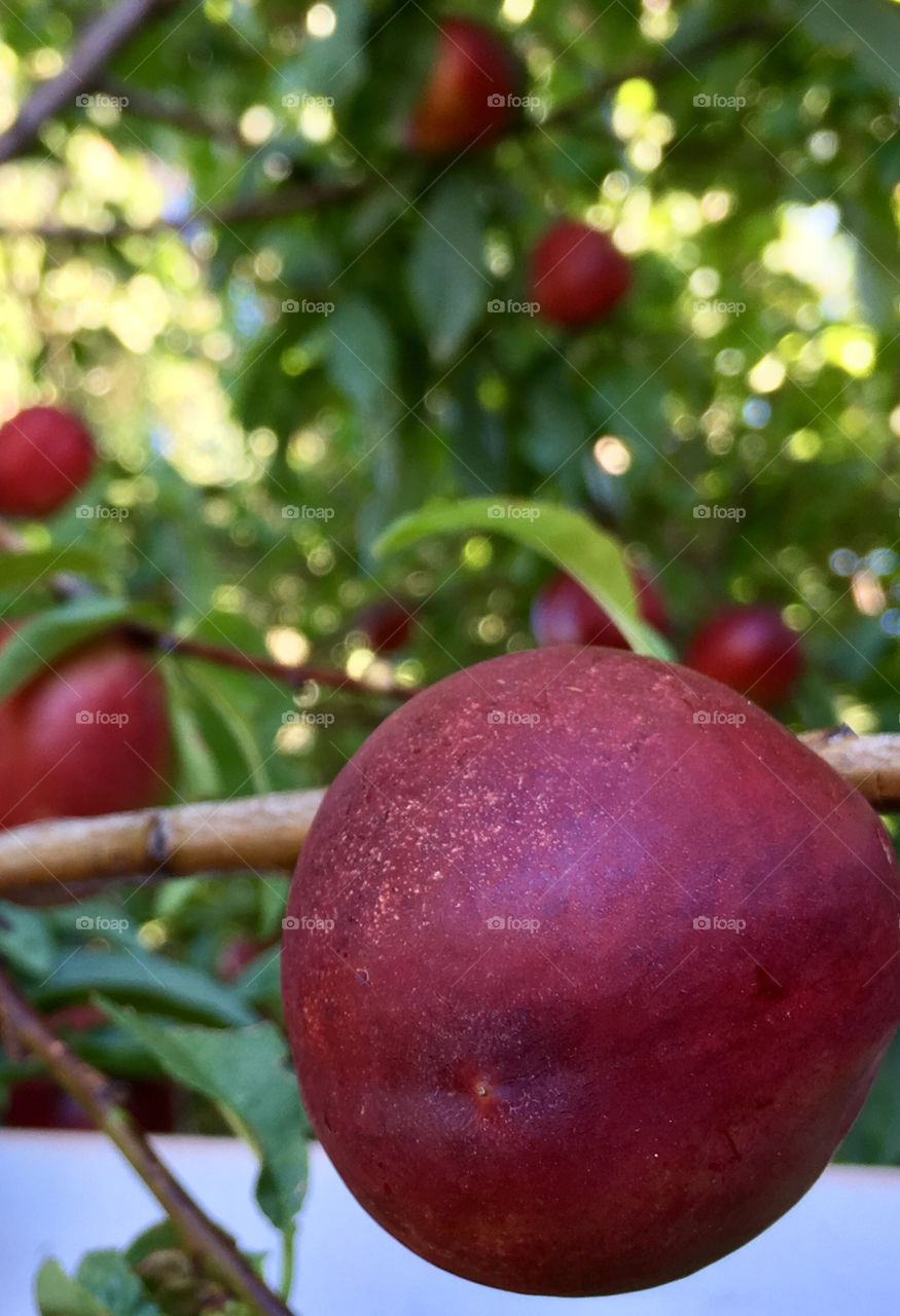 Nectarine fruit ripe on tree closeup with blurred tree background 