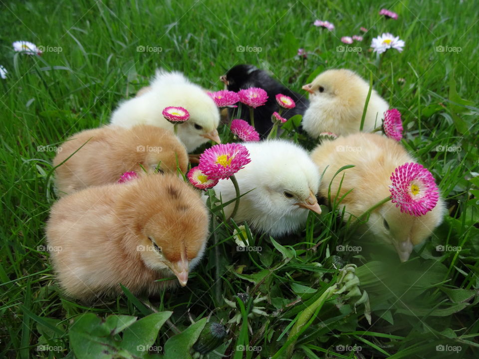 Small chicks in garden