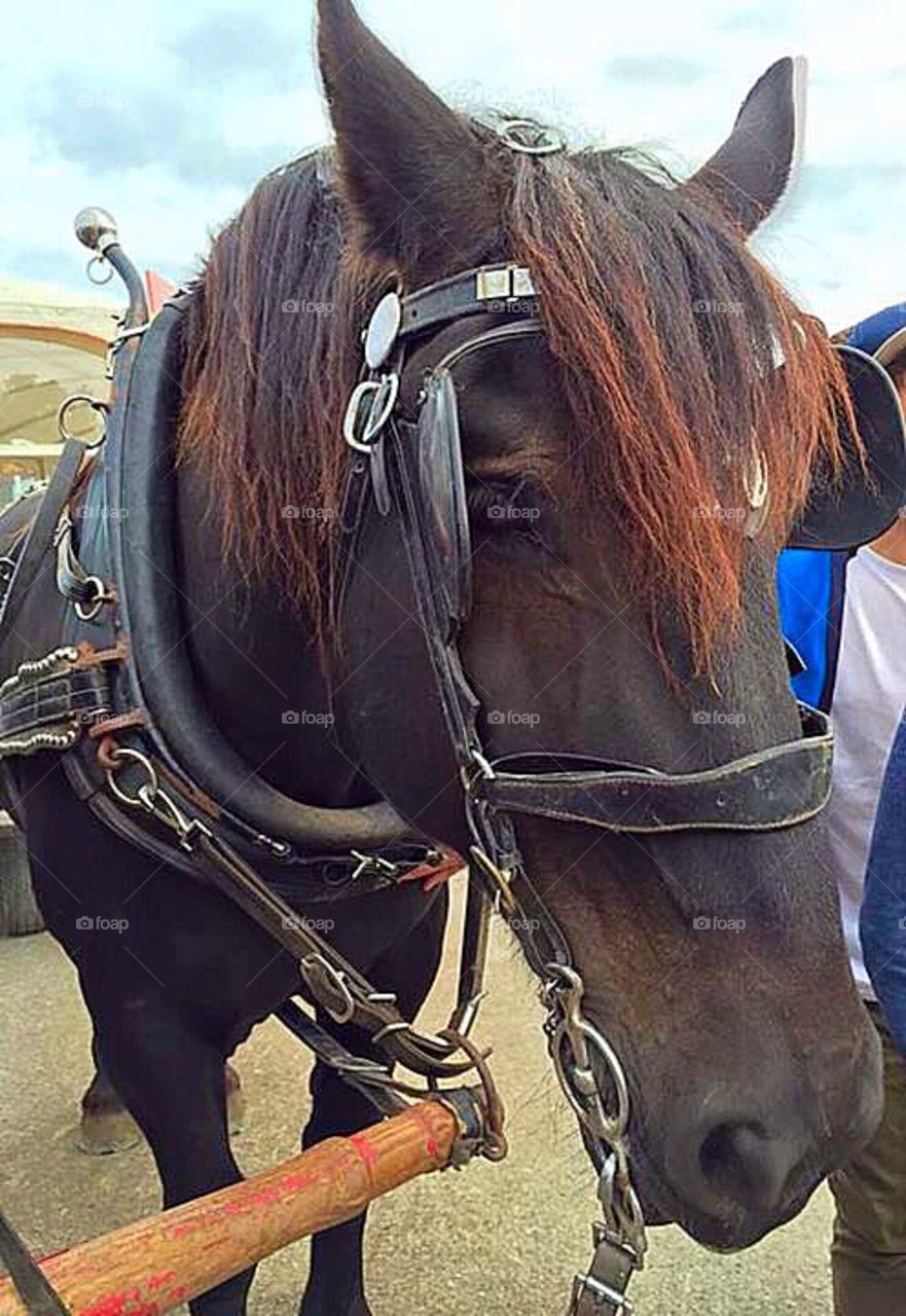 Farmers Market St Jacobs Horse and Buggy