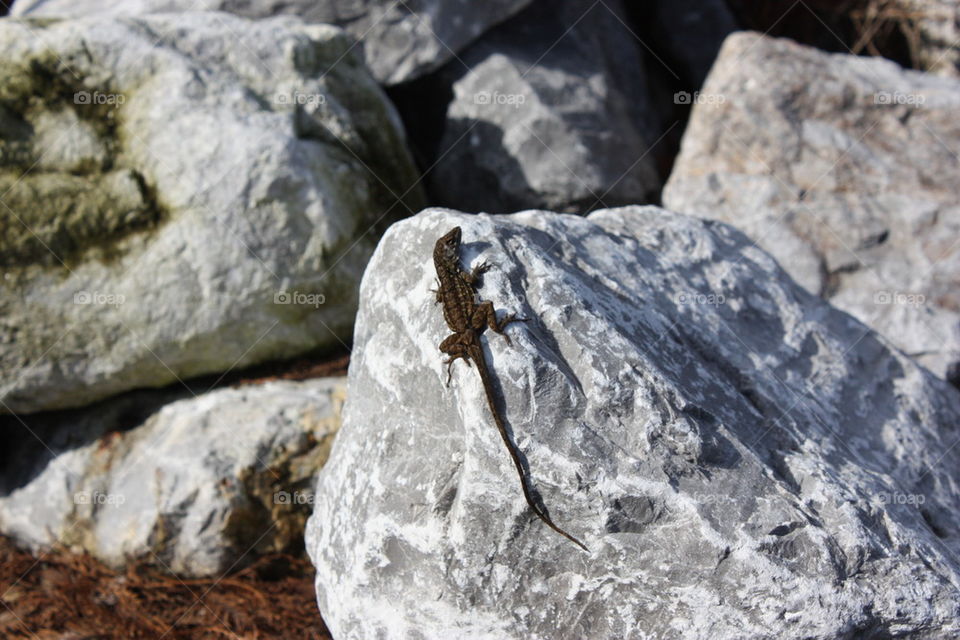 Florida Lizard