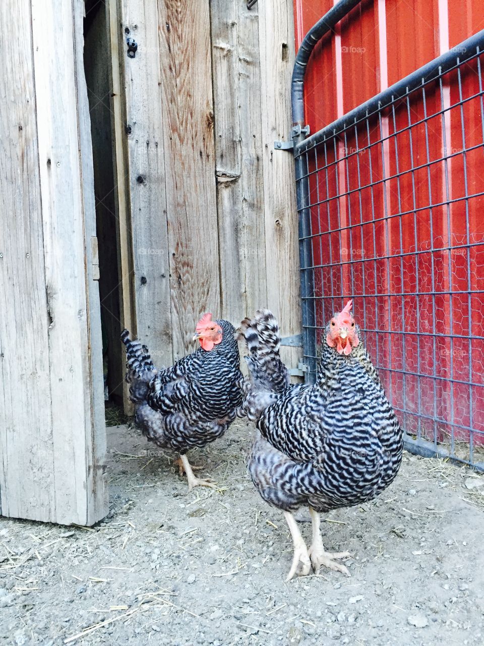 Two Chickens Red Barn Door. Two chickens in front of a red barn door