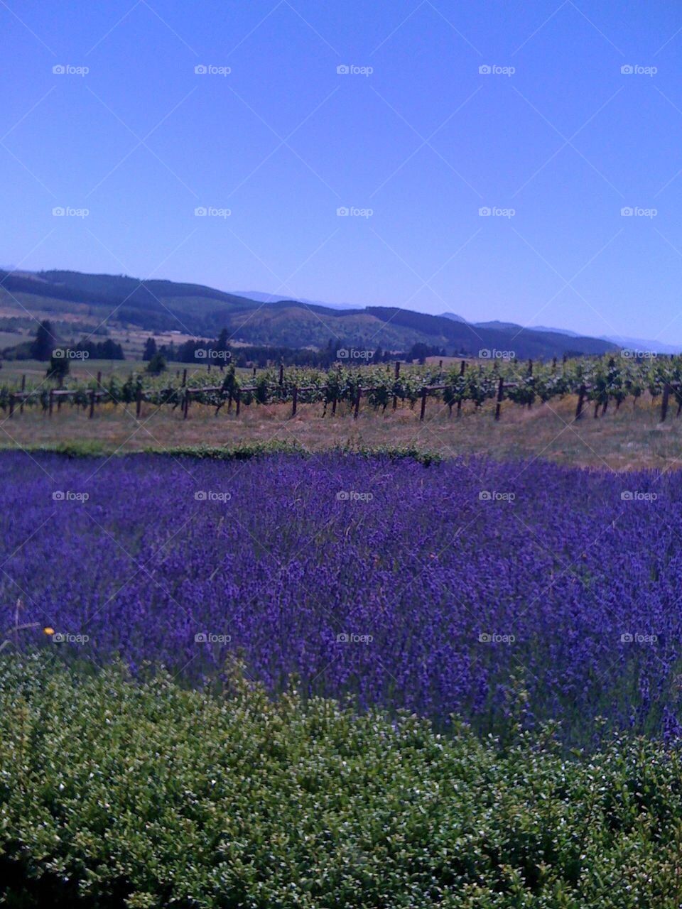 Oregon Winery