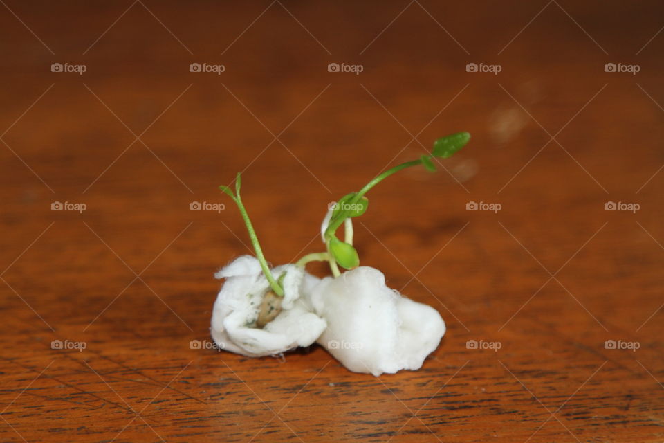 germinação de limão