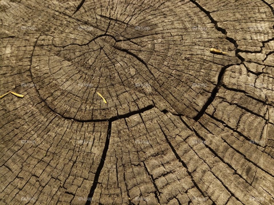 wood texture