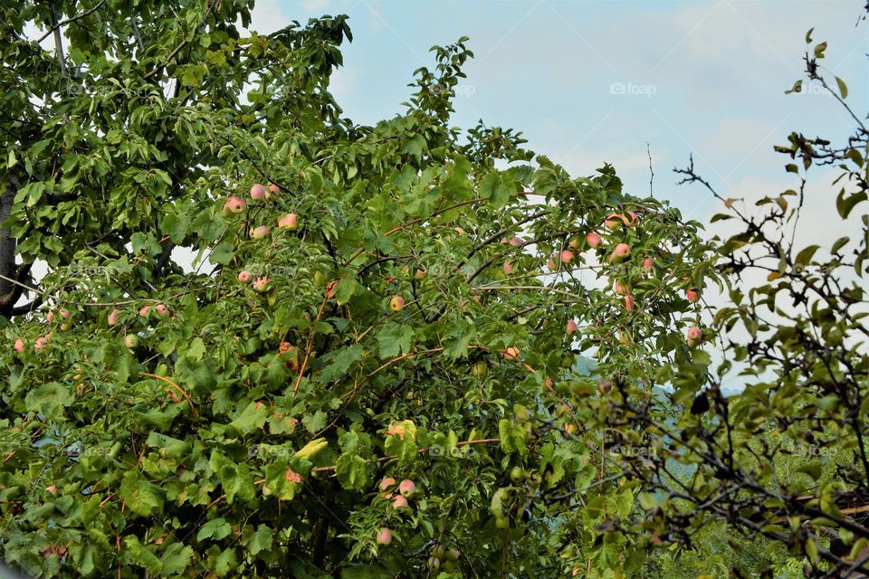 Apple tree with ripe fruits .