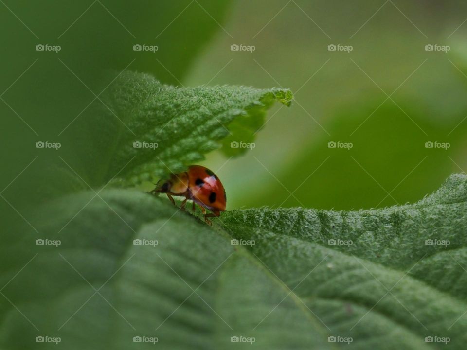 lady bug hiding under the leaf