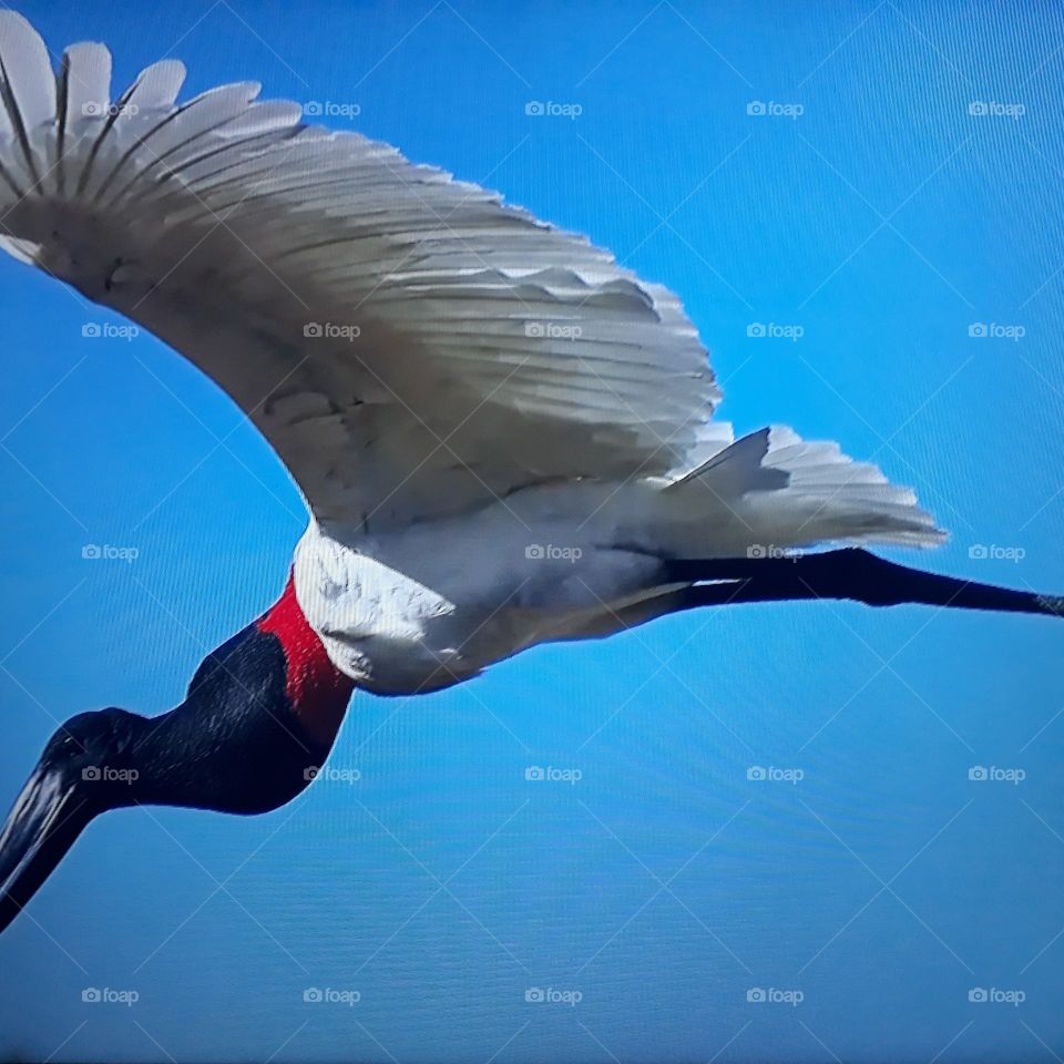 bird with its scientific name Tuiuiú with its free flight through the airs of Brazil in the Brazilian Amazon